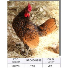 Black Laced Golden Wyandotte Chicken